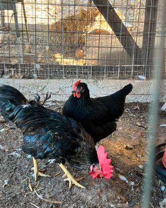 Galline Marans