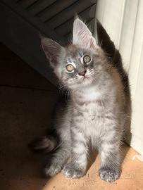 Maine coon pedigree