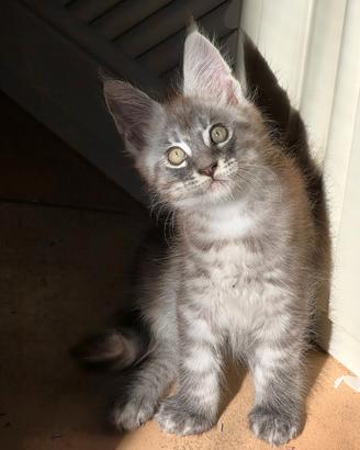 Maine coon pedigree
