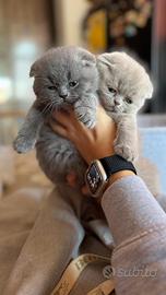 Cuccioli Scottish fold