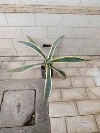 Pianta di Agave Americana Variegata 