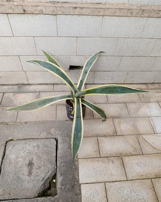 Pianta di Agave Americana Variegata 