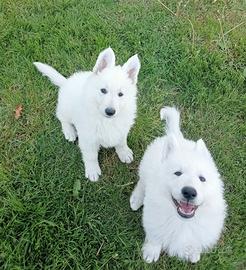 Cucciole femmine pastore bianco svizzero