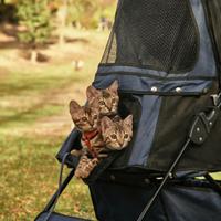 Splendida cucciola del Bengala