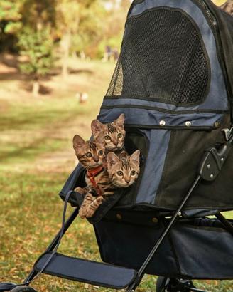 Splendida cucciola del Bengala