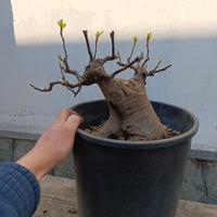 bonsai di fico carica 