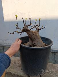 bonsai di fico carica 