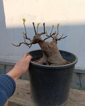 bonsai di fico carica 
