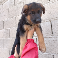 Cuccioli di pastore tedesco altissima genealogia