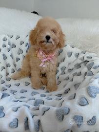 Cucciola barboncino femmina 