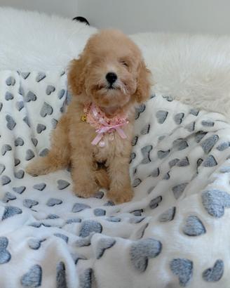 Cucciola barboncino femmina 