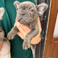 Bulldog francese