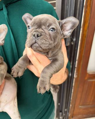 Bulldog francese