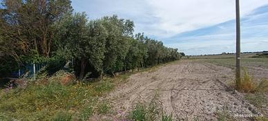 Terreno zona Salice nuovo