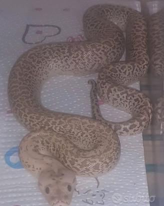 Moluro hipo granite (F)