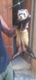 Furetto 1,5 anni