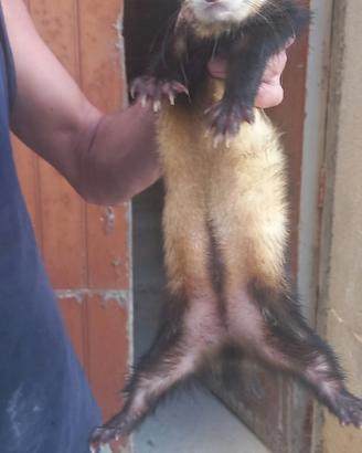 Furetto 1,5 anni