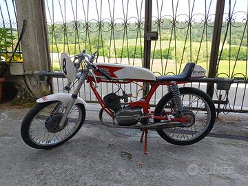 Morini corsarino
