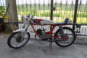 Morini corsarino