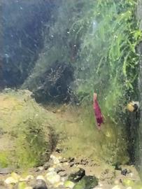 Neocaridine gamberetti red