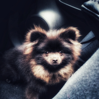 Spitz tedesco nano nero - 1 anno- molto affettuoso