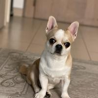 Monta chihuahua