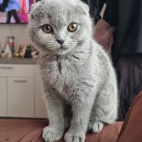 Cuccioli di Scottish