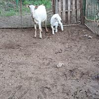 Capra sieenen primo parto