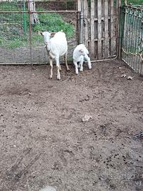 Capra sieenen primo parto