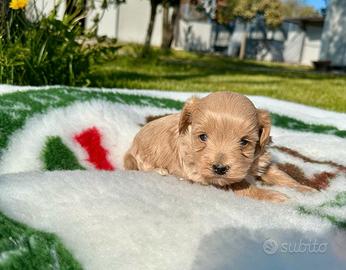 Cuccioli di maltipoo