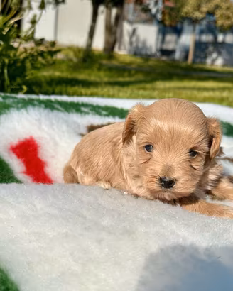 Cuccioli di maltipoo