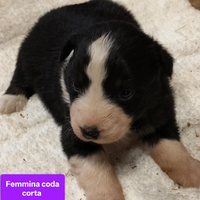 Australian shepherd pastore australiano