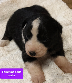 Australian shepherd pastore australiano