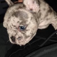 Bulldog francese