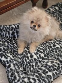Spitz dí Pomerania