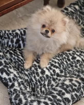 Spitz dí Pomerania