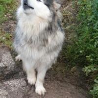 Alaskan malamute adulta sterilizzata