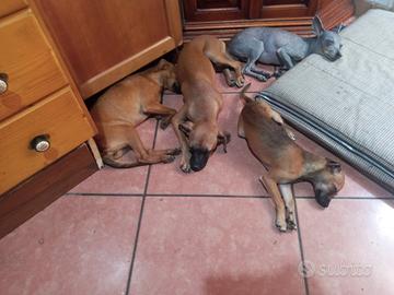 Cuccioli 5 mesi