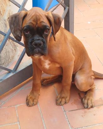 Cuccioli boxer