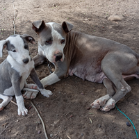 Cuccioli amstaff