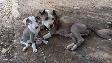 Cuccioli amstaff