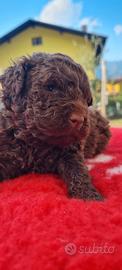 Cucciolo lagotto