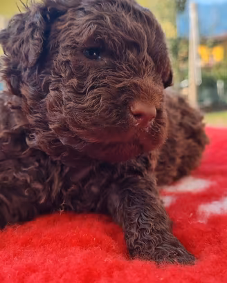 Cucciolo lagotto