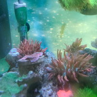 Anemone