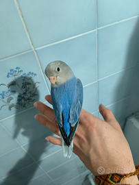 Inseparabili Roseicollis Opalini