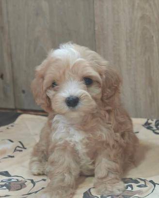 Maltipoo cuccioli