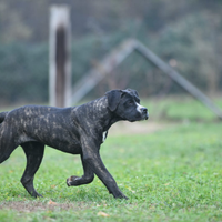 Cucciola cane corso