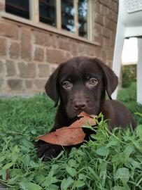 Cuccioli labrador cioccolato