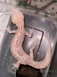 Geco Leopardino