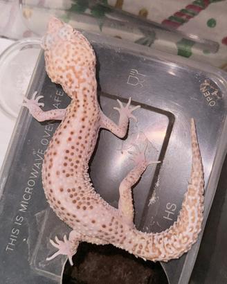 Geco Leopardino